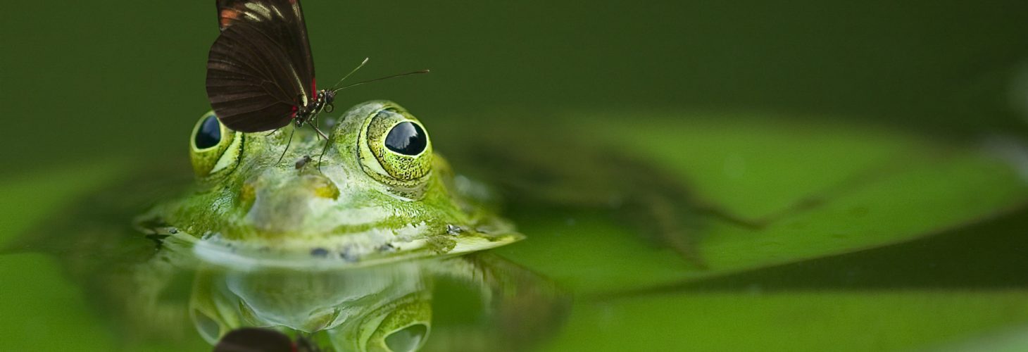 animal-butterfly-close-up-45863