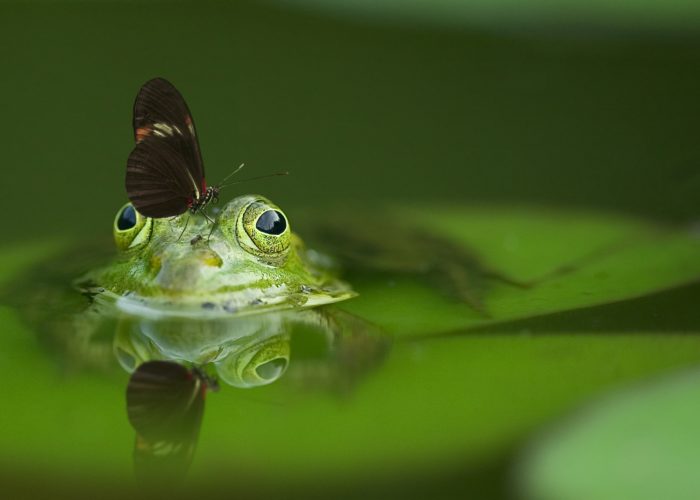animal-butterfly-close-up-45863