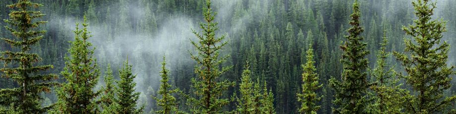 Strengthening Sustainable Forest Management in the Boreal Region