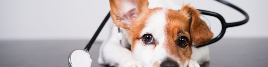Milieu to Lead Study on Herbal Veterinary Medicines