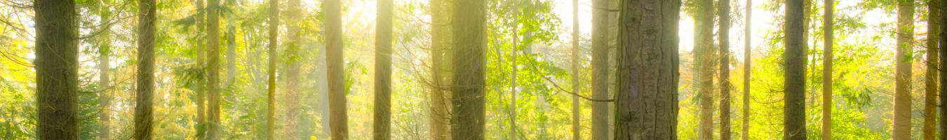 3 Billion Trees pledge supporting project – Webinar on EU Afforestation, Reforestation and Tree Planting guidelines