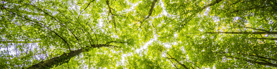 Study on European Green Deal and EU Enlargement for the ENVE Commission