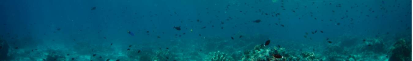 Strengthen Marine Environmental Protection through support for the implementation and review of the Marine Strategy Framework Directive
