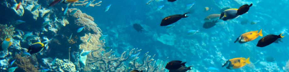 Milieu to Support EU Implementation of the High Seas Treaty (BBNJ Agreement)