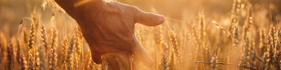 New study sheds light on working conditions of farm employees in the EU agriculture sector