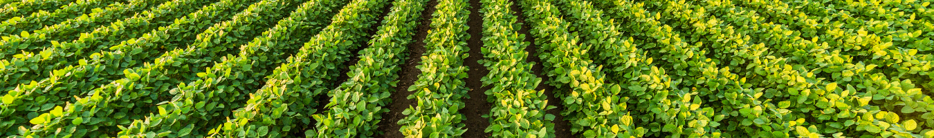 Scientific Support for the Implementation of the Nitrates Directive (Directive 91/676/EEC)