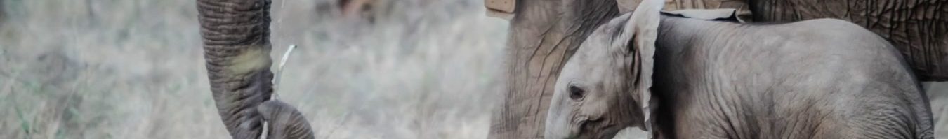 Briefing on the 19th Meeting of the Conference of the Parties (COP19) of the Convention on International Trade in Endangered Species of Wild Fauna and Flora (CITES)